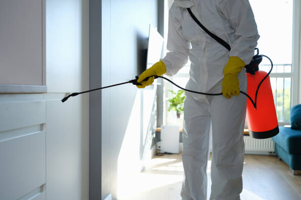 Best Professional Mold Removal  in Ringgold, LA
