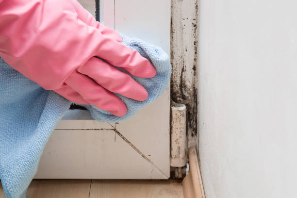 Certified Mold Removal in Ringgold, LA